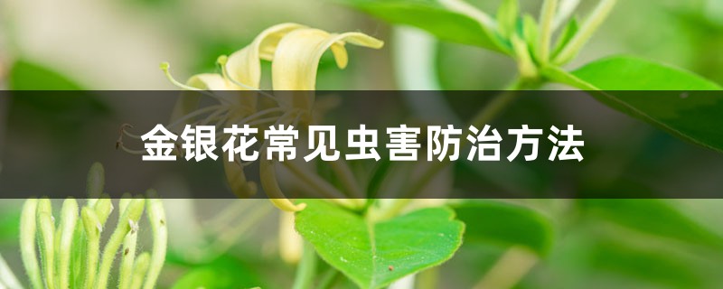 <strong>金銀花常見蟲害防治方法</strong>