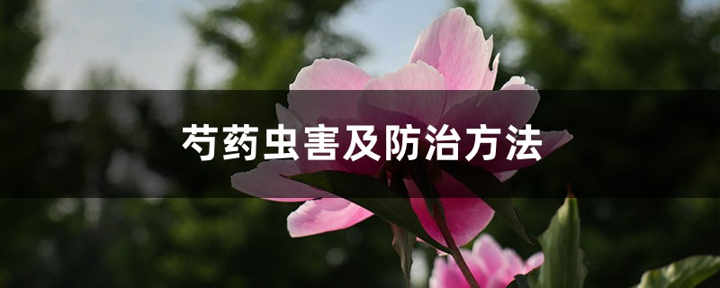 <strong>芍藥蟲害及防治方法</strong>