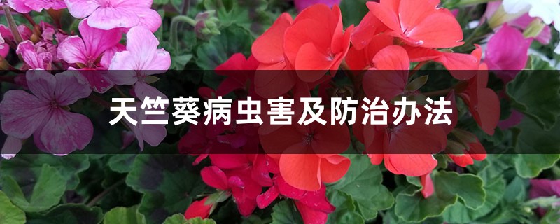 <b>天竺葵病蟲害及防治辦法</b>