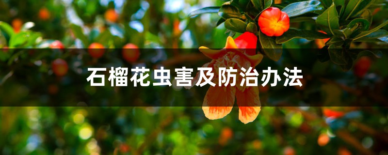 <strong>石榴花蟲害及防治辦法</strong>