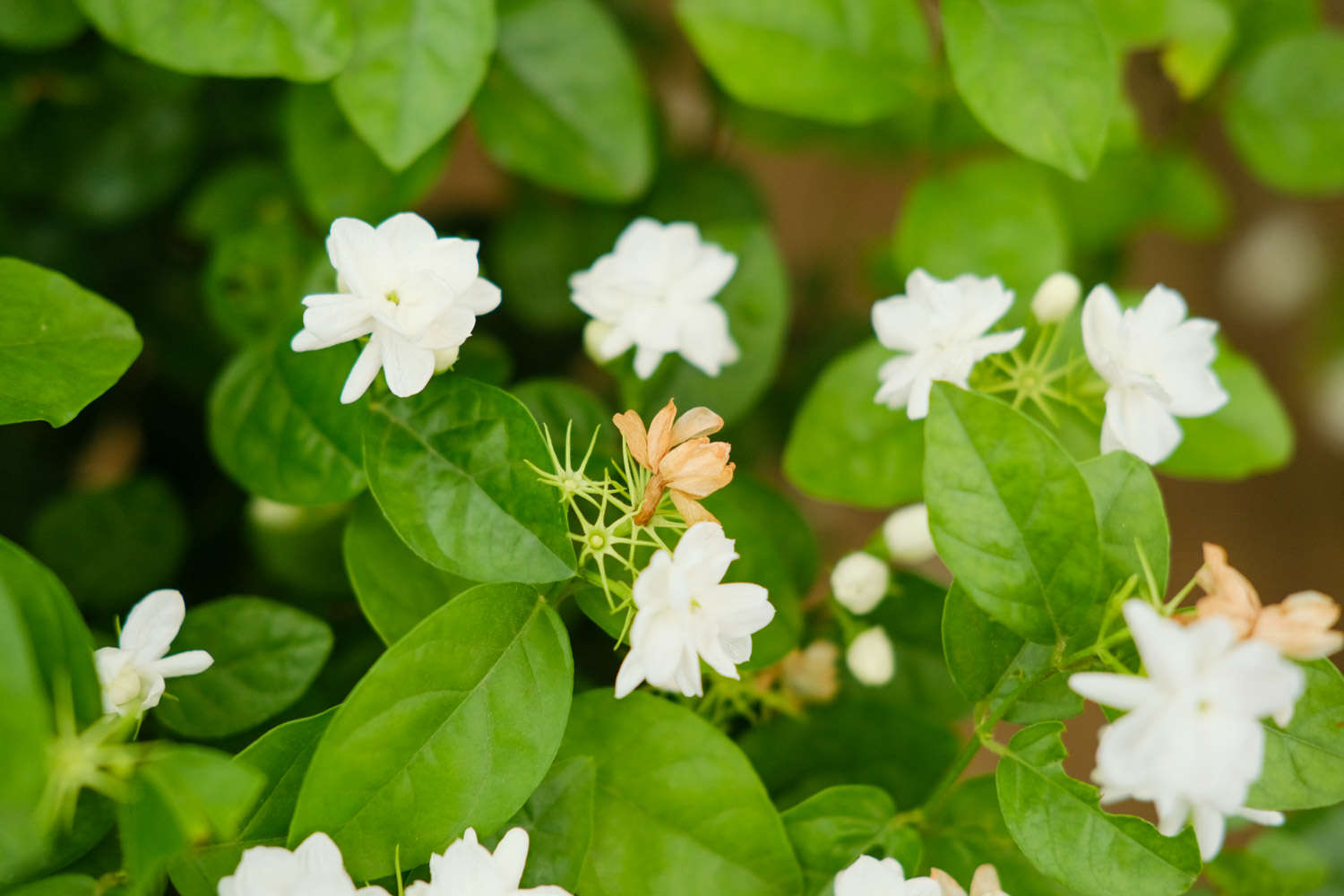 茉莉花常見的病蟲害及其防治方法