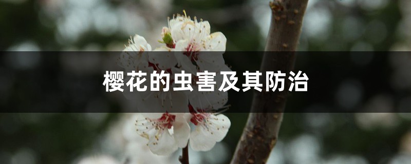 <strong>櫻花的蟲害及其防治</strong>