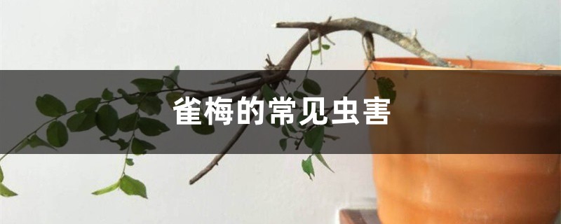 <strong>雀梅的常見蟲害</strong>