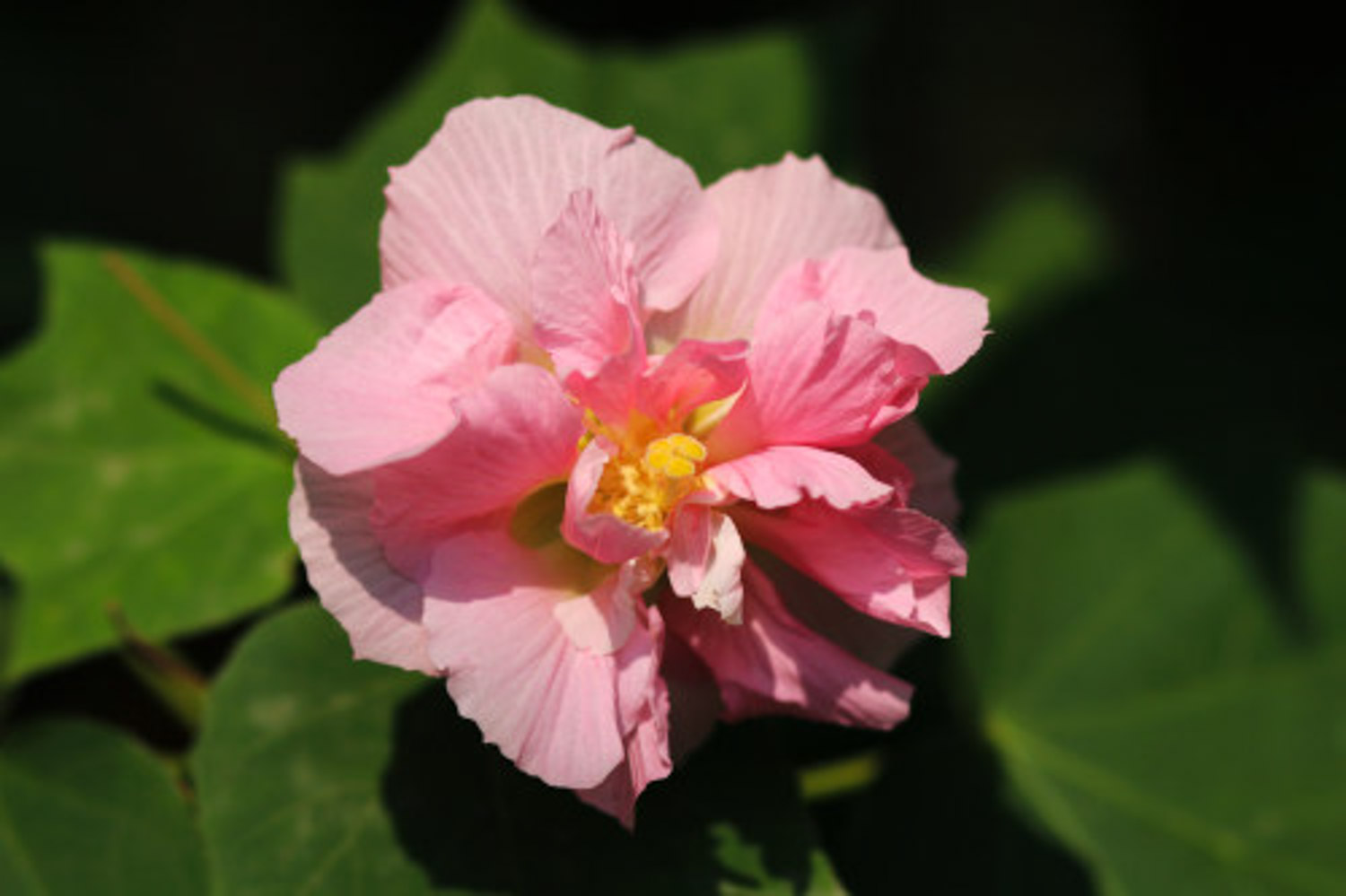 木芙蓉花的病蟲害及其防治