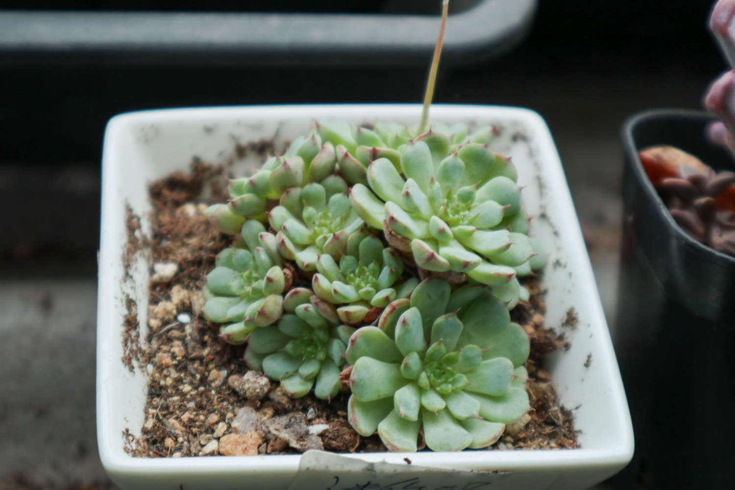 多肉植物長白色蟲子怎麼解決，怎麼處理