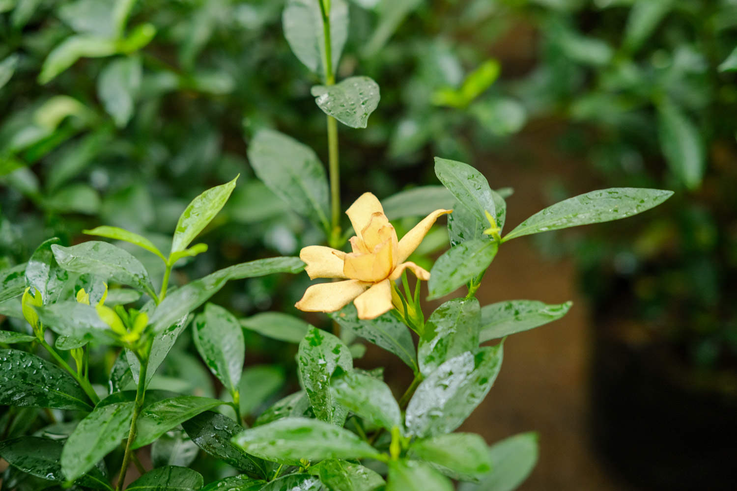 梔子花長白粉虱怎麼解決，怎麼處理