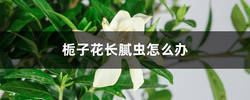 <strong>梔子花長膩蟲怎麼解決，怎麼處理</strong>