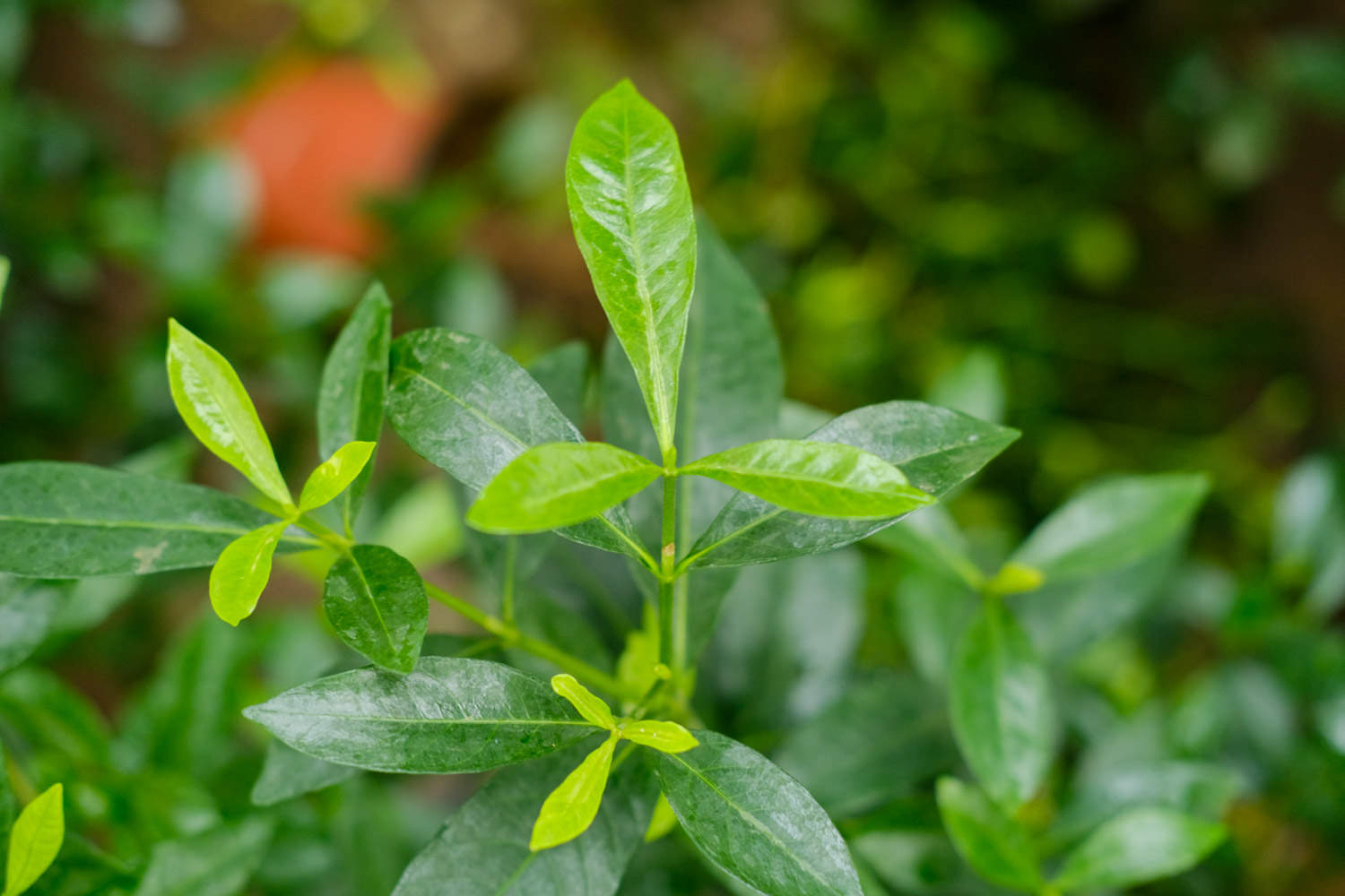 梔子花長白粉虱怎麼解決，怎麼處理