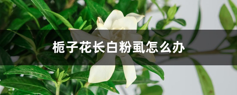 <strong>梔子花長白粉虱怎麼解決，怎麼處理</strong>