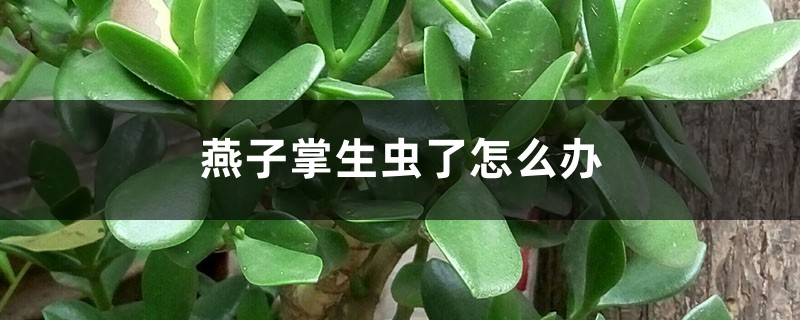 <strong>燕子掌生蟲了怎麼解決，怎麼處理</strong>