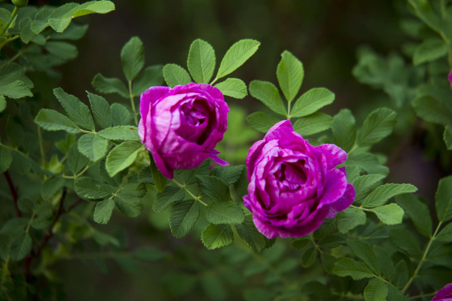 玫瑰花長蟲子了怎麼解決，怎麼處理