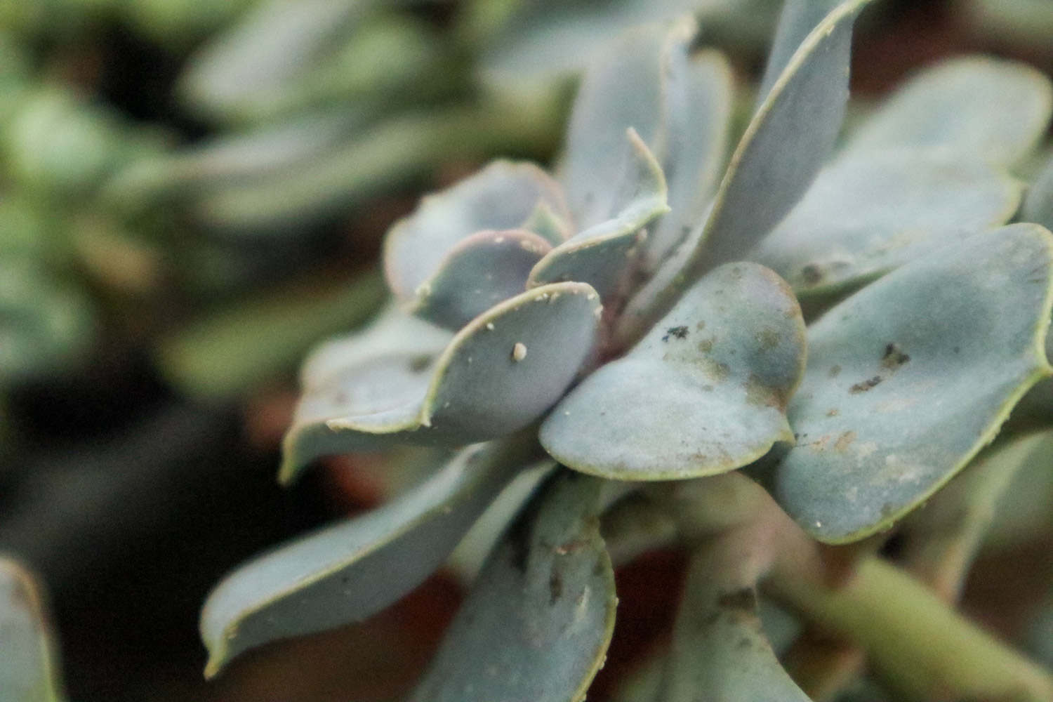 花葉上的小白蟲怎麼解決，怎麼處理