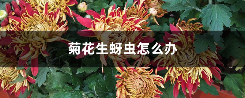 <strong>菊花生蚜蟲怎麼解決，怎麼處理</strong>