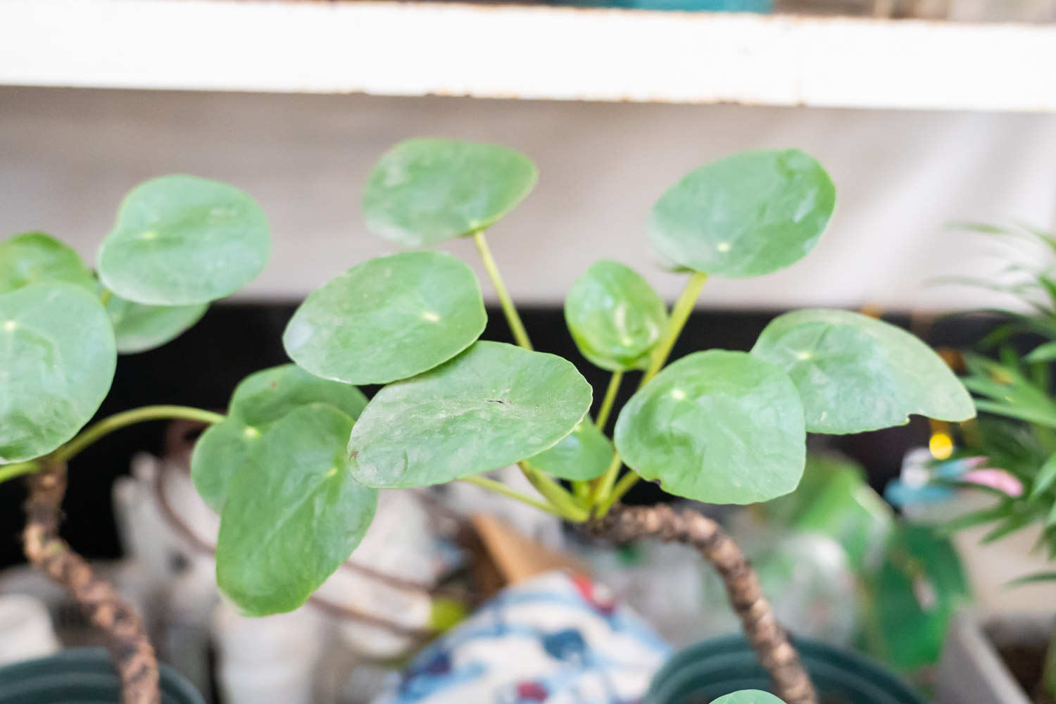 鏡麵草長蟲怎麼解決，怎麼處理