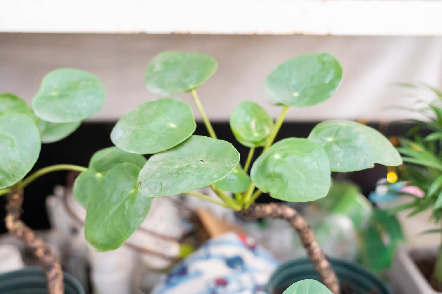 鏡麵草長蟲怎麼解決，怎麼處理