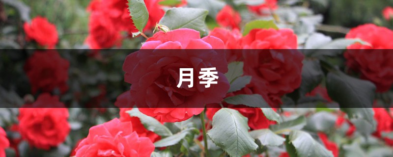 <strong>月季花愛招蟲，給你支3招，讓它從此擺脫“藥罐子”稱號！</strong>