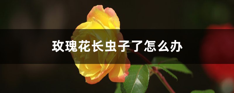 <strong>玫瑰花長蟲子了怎麼解決，怎麼處理</strong>