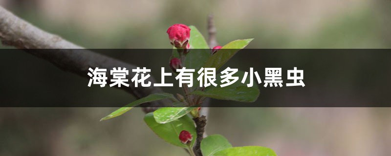 <strong>海棠花上有很多小黑蟲怎麼解決，怎麼處理</strong>