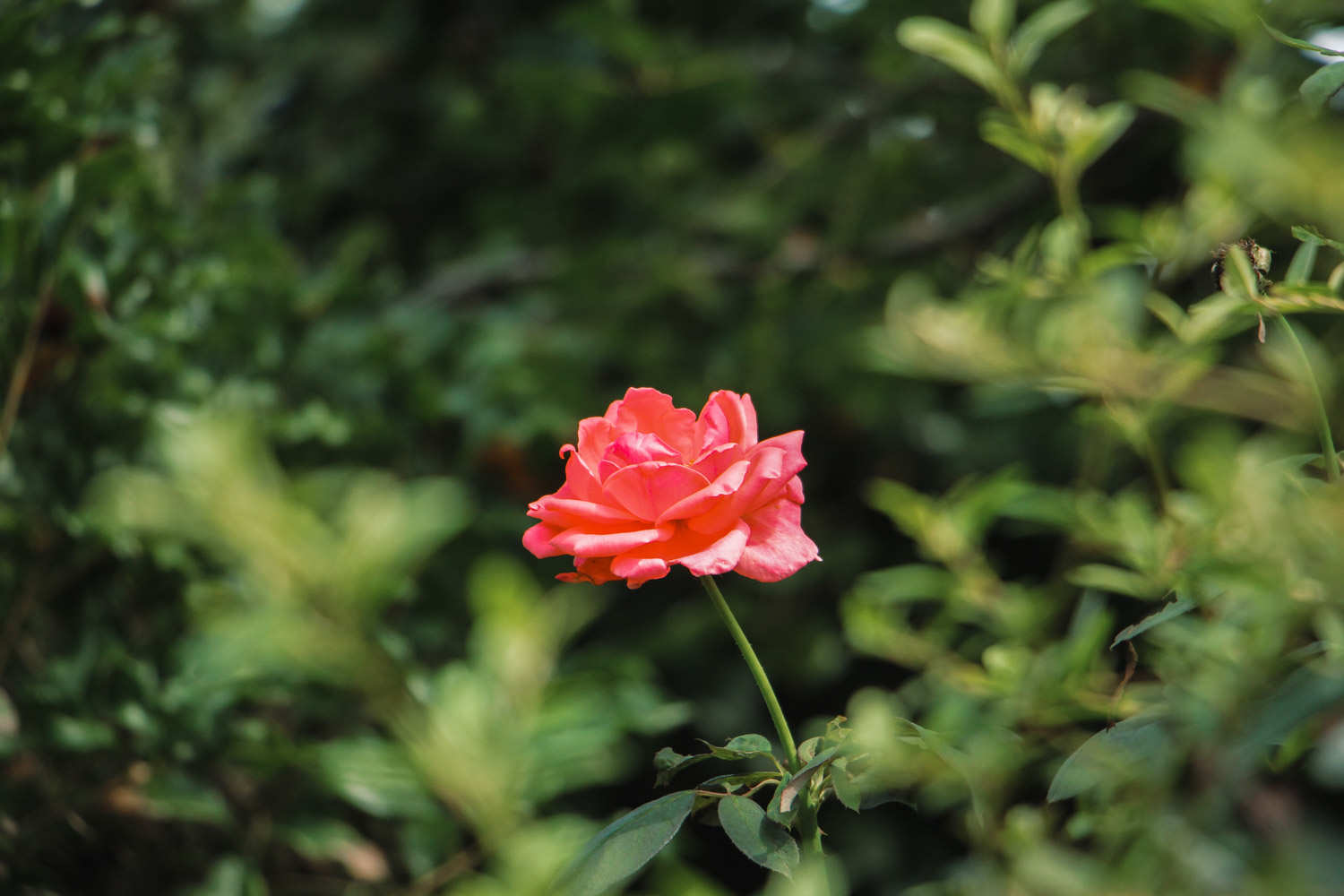 月季花生紅蜘蛛怎麼解決，怎麼處理