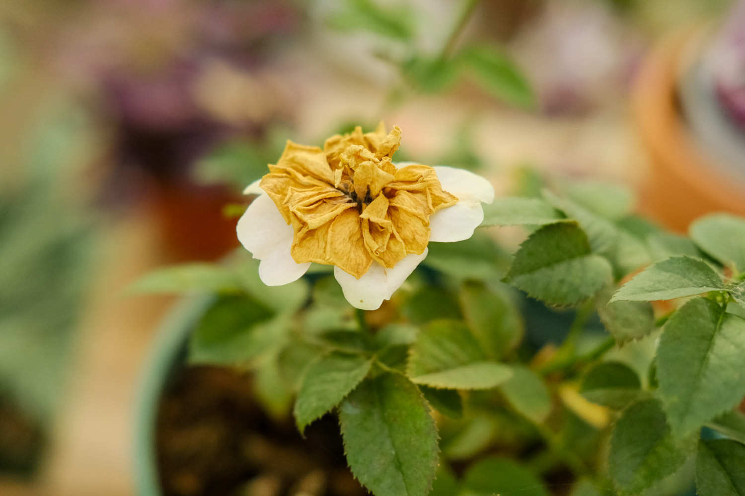 月季花生紅蜘蛛怎麼解決，怎麼處理