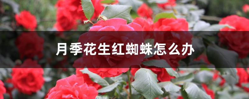 <strong>月季花生紅蜘蛛怎麼解決，怎麼處理</strong>