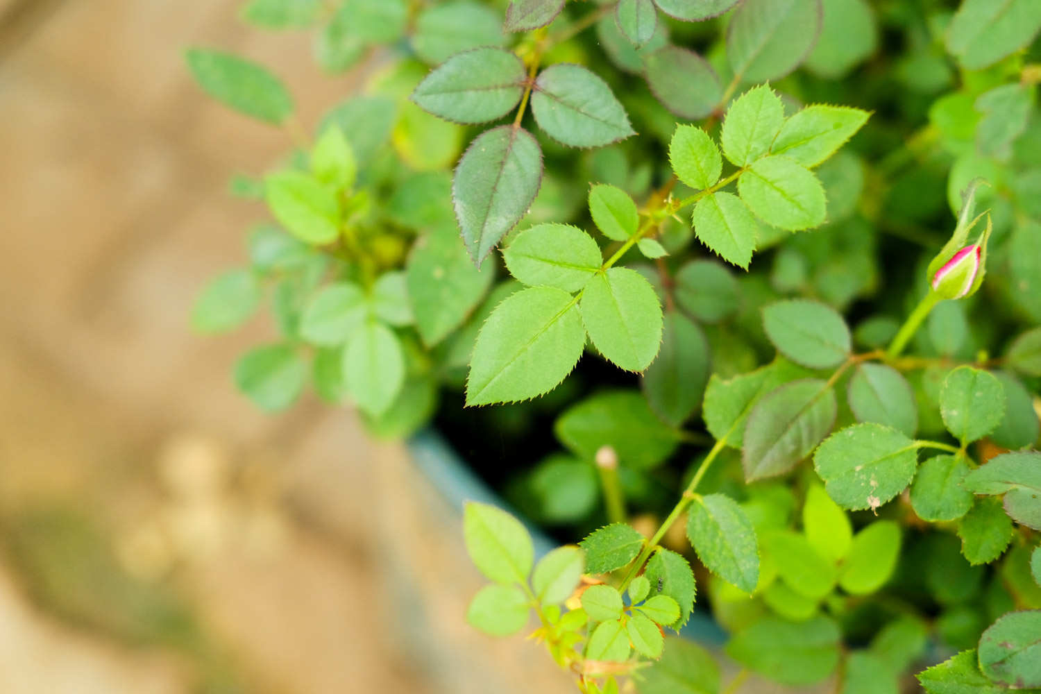 月季花生蟲子怎麼解決，怎麼處理