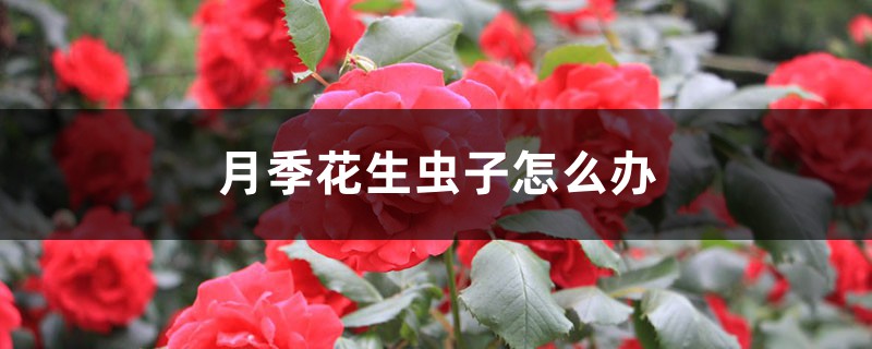 <strong>月季花生蟲子怎麼解決，怎麼處理</strong>