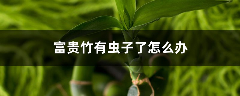 <b>富貴竹有蟲子了怎麼解決，怎麼處理，生蟲可以用多菌靈嗎</b>