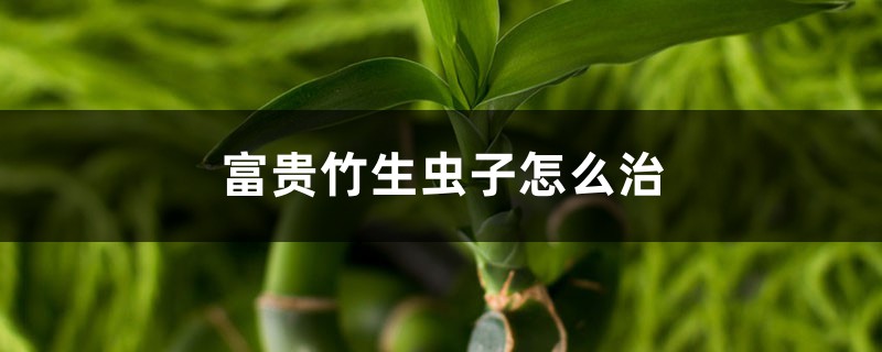 <b>富貴竹生蟲子怎麼治，生蟲子了用什麼藥</b>