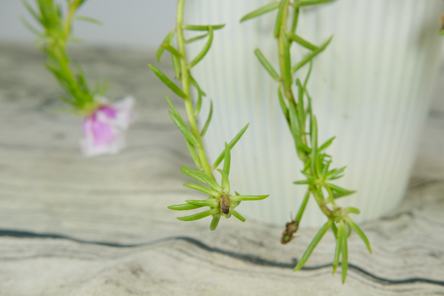 太陽花有白色蟲子怎麼解決，怎麼處理，用什麼藥噴呢