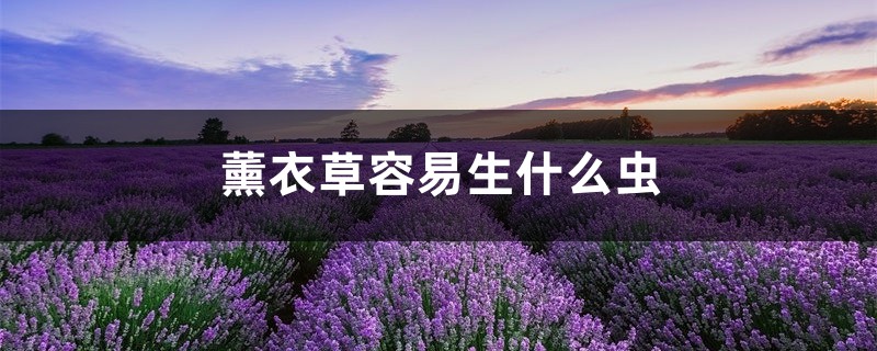 <strong>薰衣草容易生什麼蟲，薰衣草生蟲怎麼處理</strong>