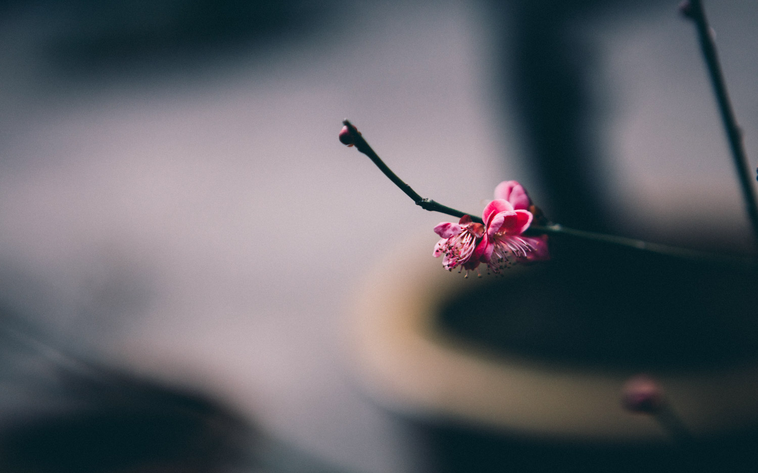 梅花盆景生蟲如何處理，梅花樹生蟲了怎麼解決，怎麼處理