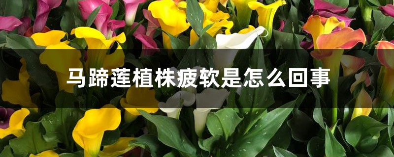 <strong>馬蹄蓮植株疲軟是怎麼回事</strong>