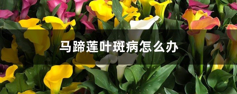 <strong>馬蹄蓮葉斑病怎麼解決，怎麼處理</strong>