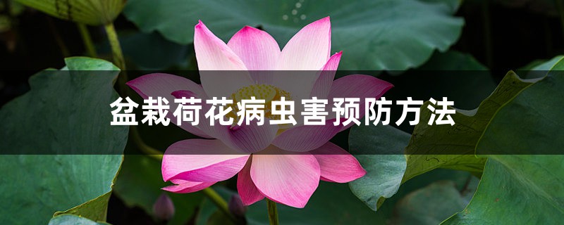 <strong>盆栽荷花病蟲害預防方法</strong>