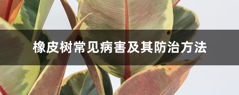 <strong>橡皮樹常見病害及其防治方法</strong>