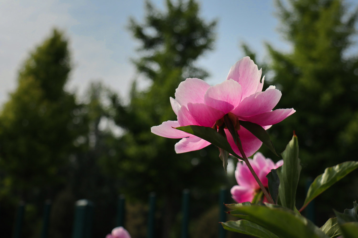 芍藥的病害及防治方法