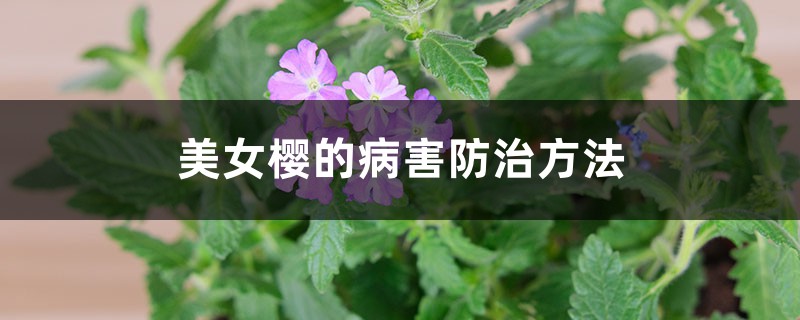 <strong>美女櫻的病害防治方法</strong>