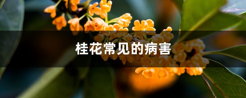 <strong>桂花常見的病害</strong>