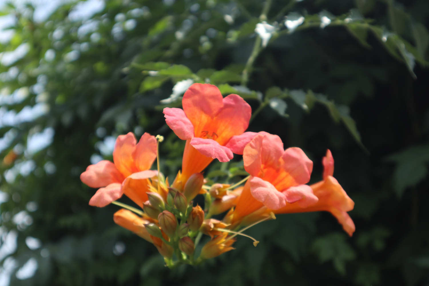 淩霄花常見病害及防治方法