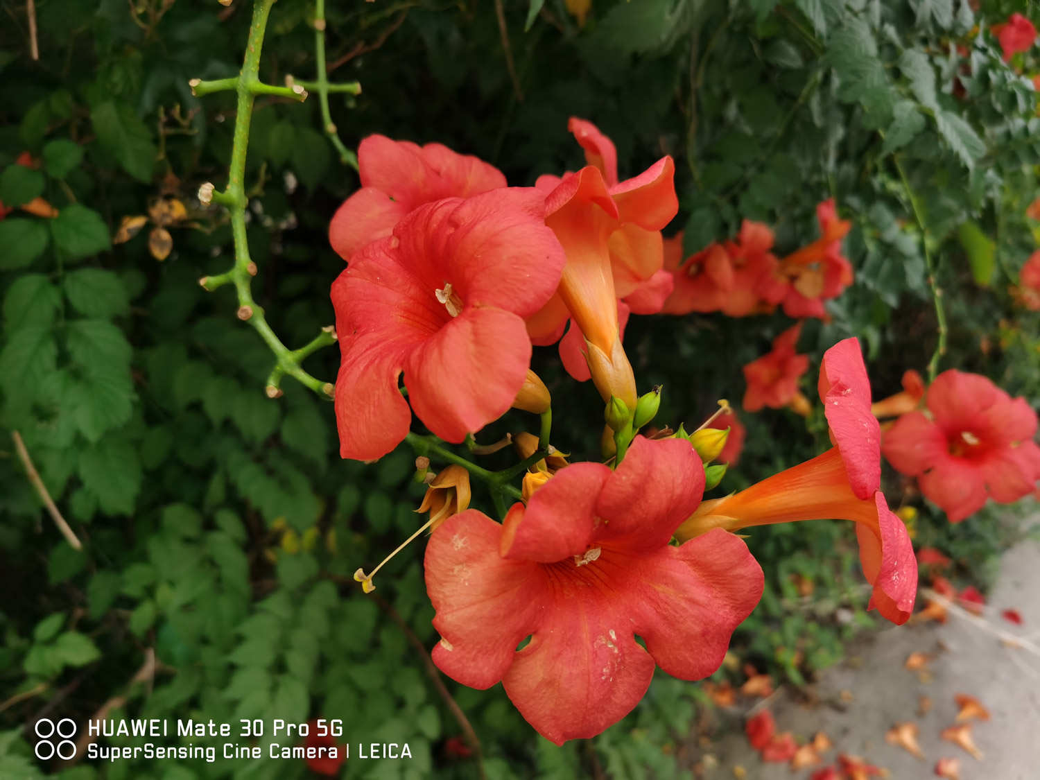 淩霄花常見病害及防治方法