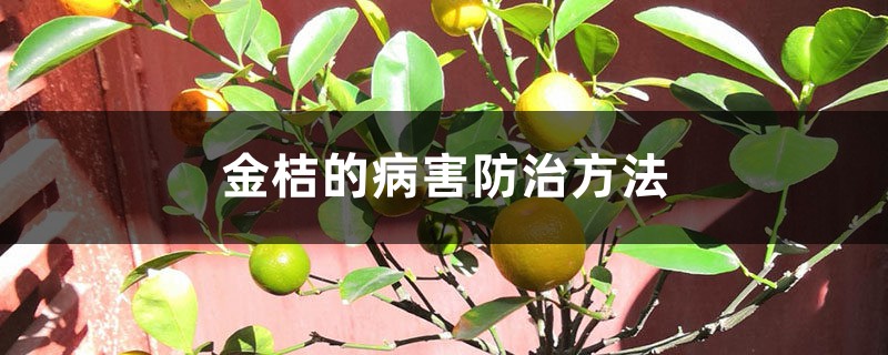 <strong>金桔的病害防治方法</strong>