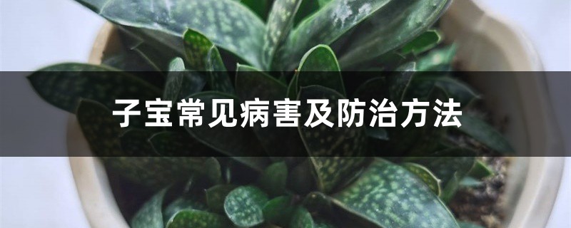 <strong>子寶常見病害及防治方法</strong>