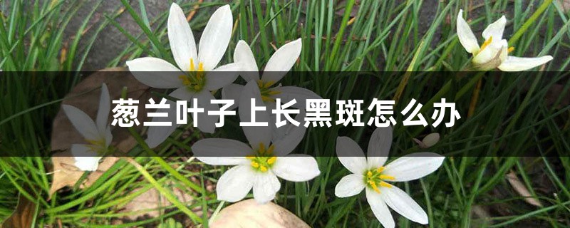 <strong>蔥蘭葉子上長黑斑怎麼解決，怎麼處理</strong>