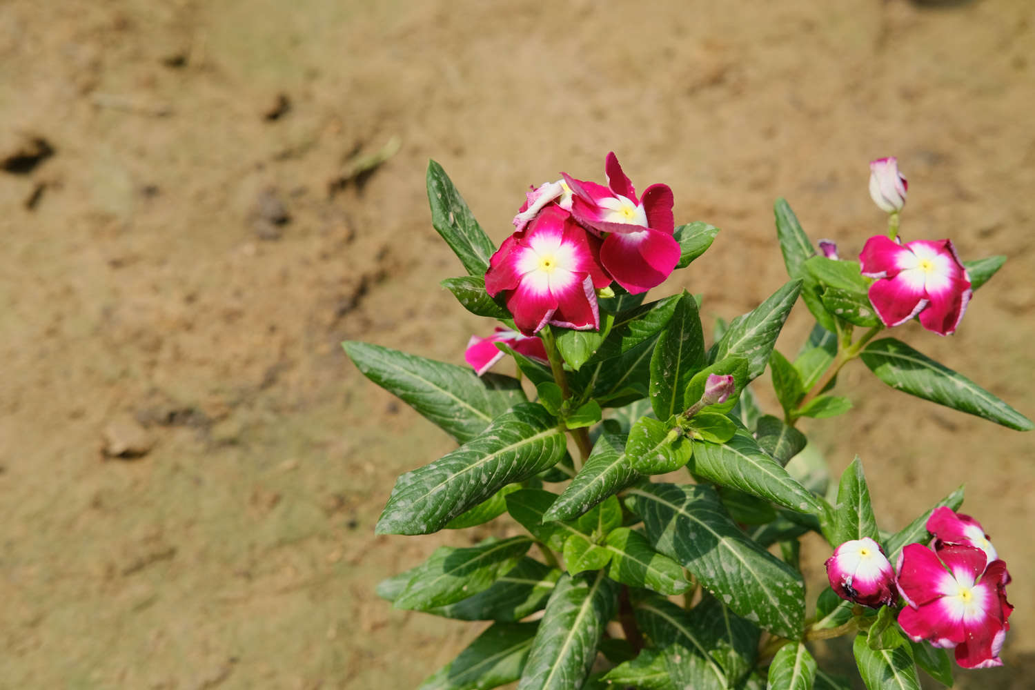 長春花常見病害及防治方法