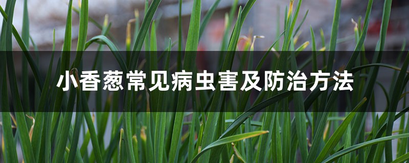 <strong>小香蔥常見病蟲害及防治方法</strong>