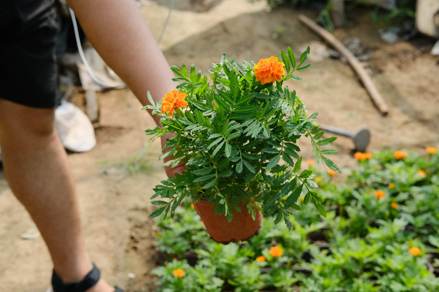 萬壽菊的病蟲害及其防治