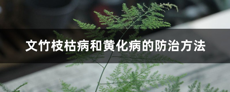 <b>文竹枝枯病和黃化病的防治方法</b>