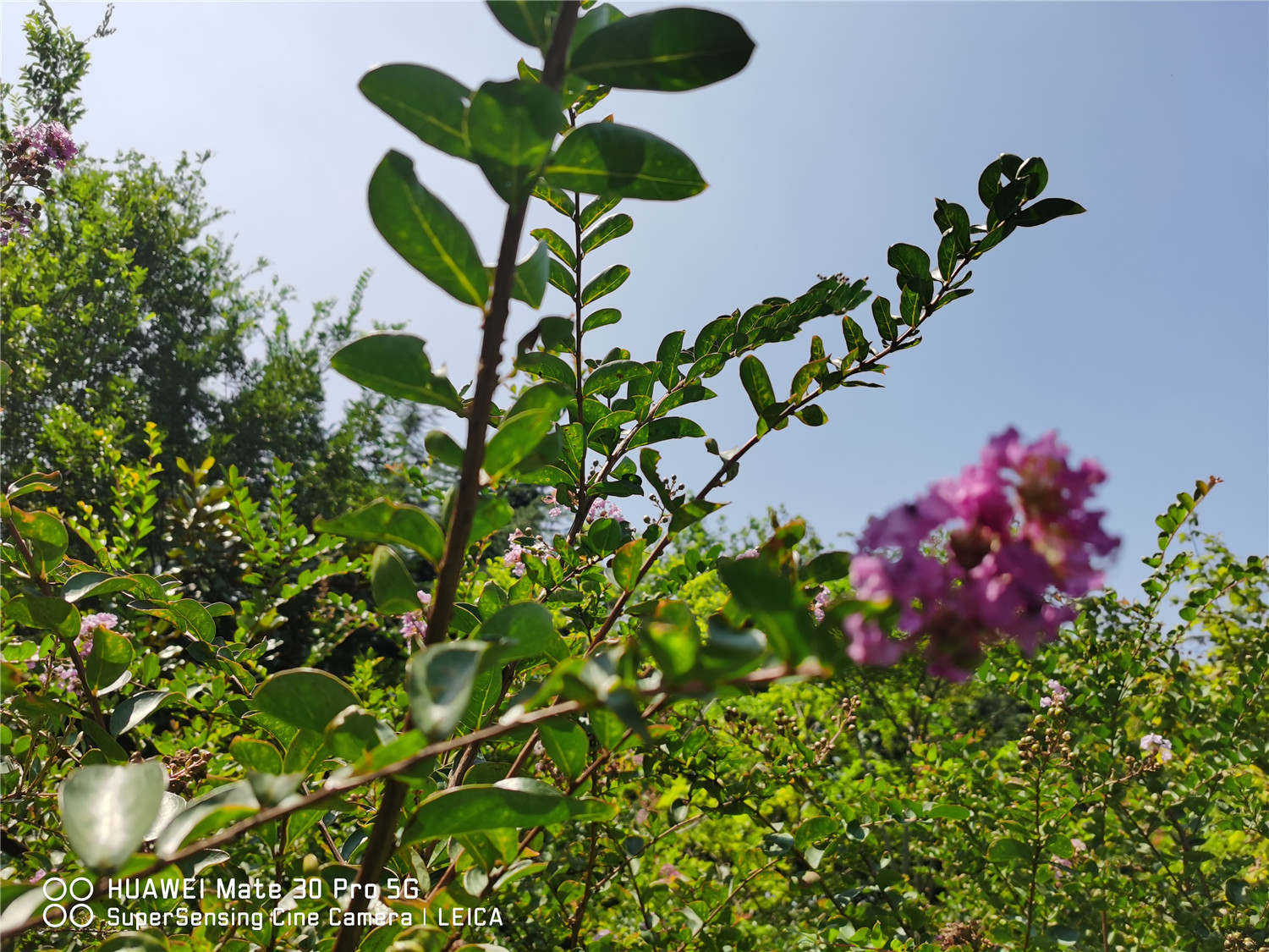 紫薇花常見病害及防治方法