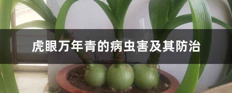 <strong>虎眼萬年青的病蟲害及其防治</strong>